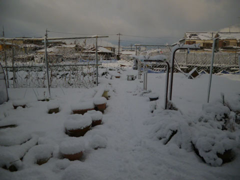 犬山市の積雪